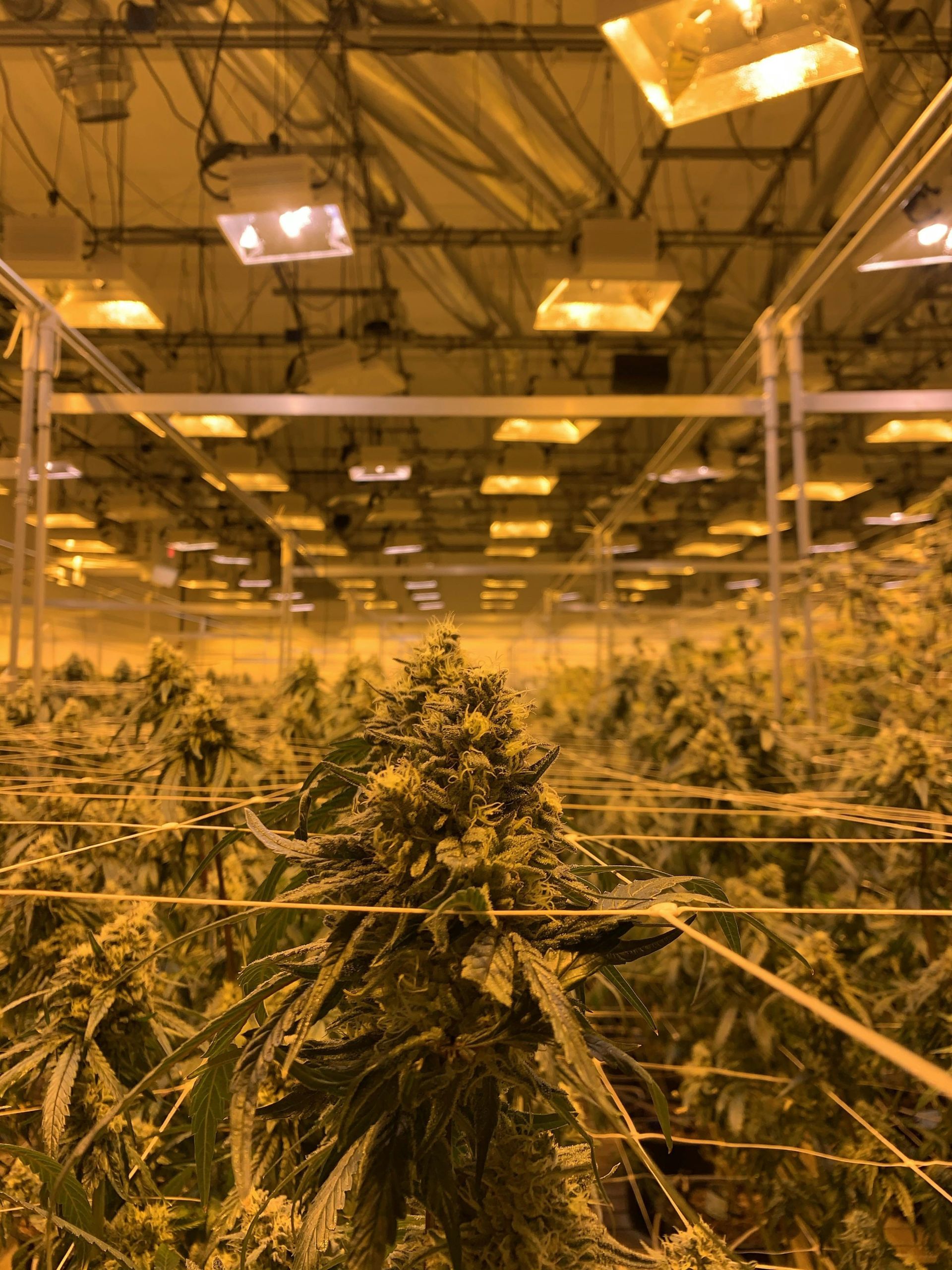 A detailed view of cannabis plants growing indoors under LED lights in a controlled environment.