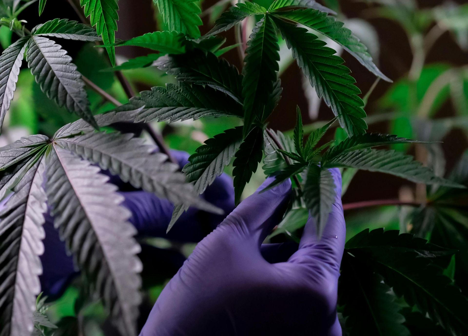 Purple-gloved hands examining vibrant green cannabis leaves in a controlled environment.